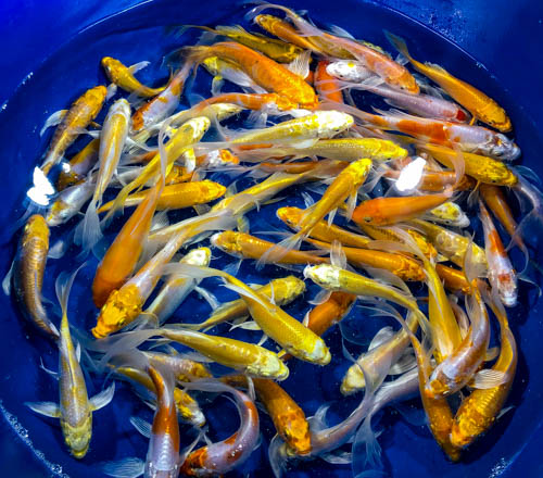 Cá Chép Phụng & Koi Mini Đẹp, Giá Rẻ Tại Dĩ An | Cá Cảnh Anh Thư