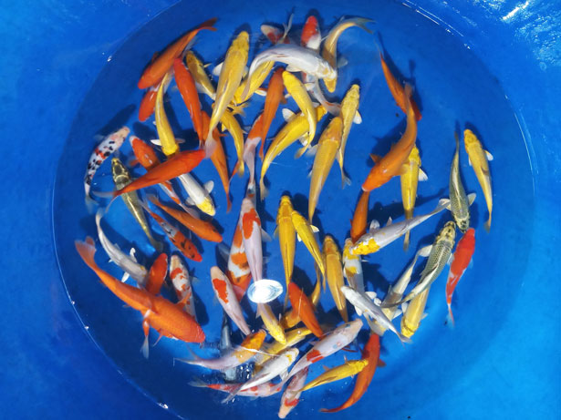 Cá Chép Phụng & Koi Mini Đẹp, Giá Rẻ Tại Dĩ An | Cá Cảnh Anh Thư