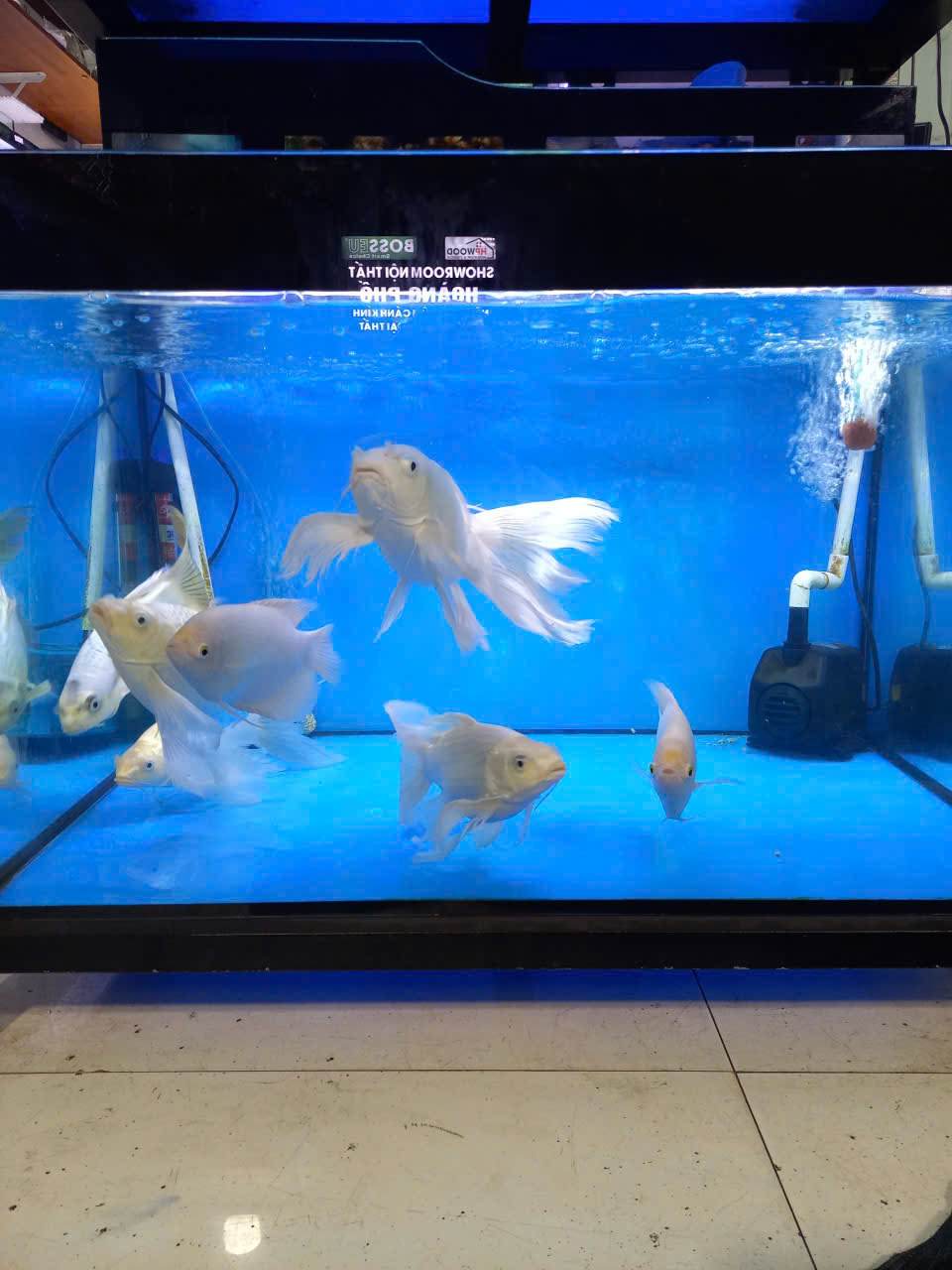 ca-chep-phung-koi-mini-phong-thuy-binh-duong