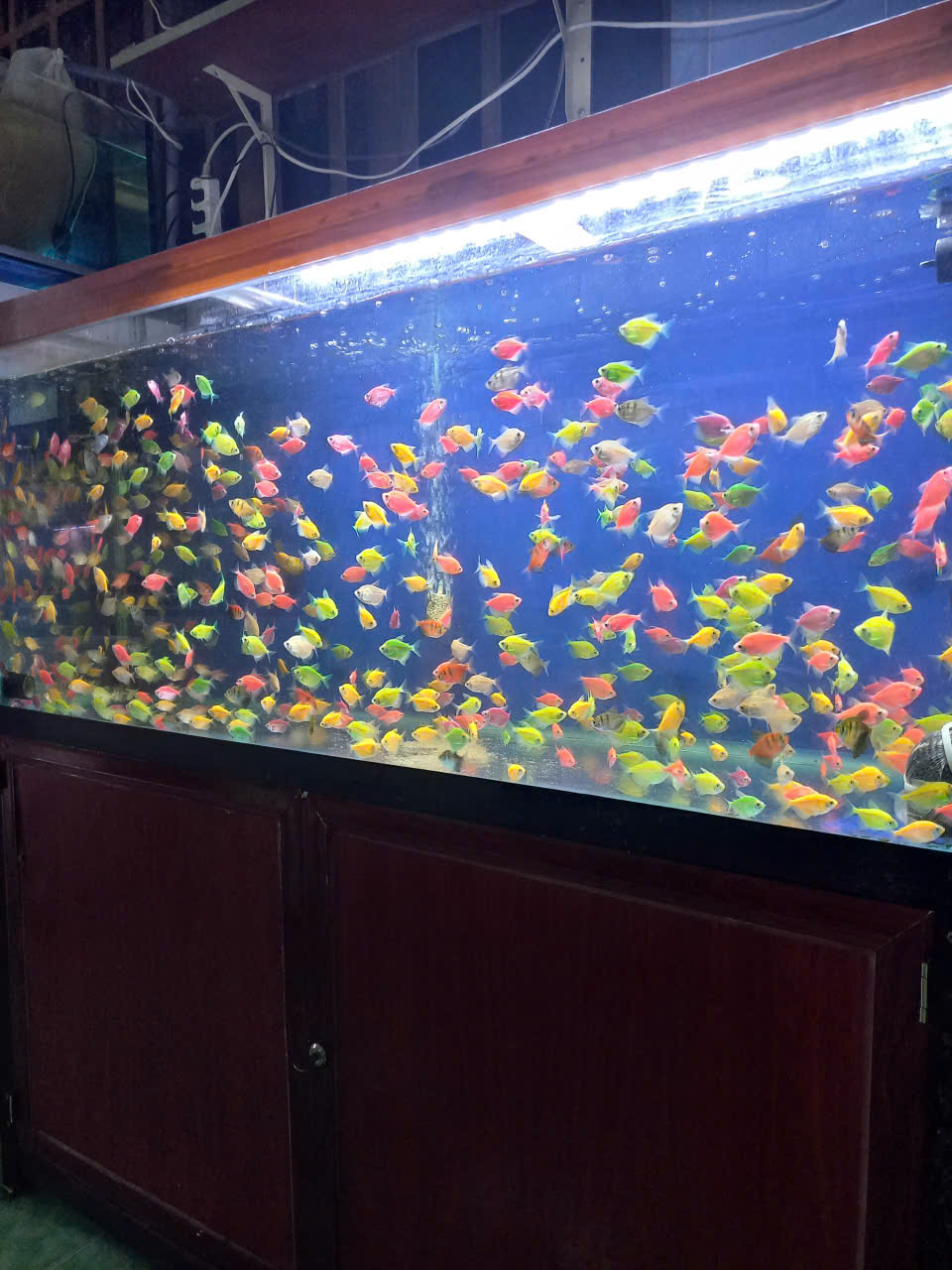 ca-da-quang-di-an-bi-quyet-setup-be-thuy-sinh-anh-thu