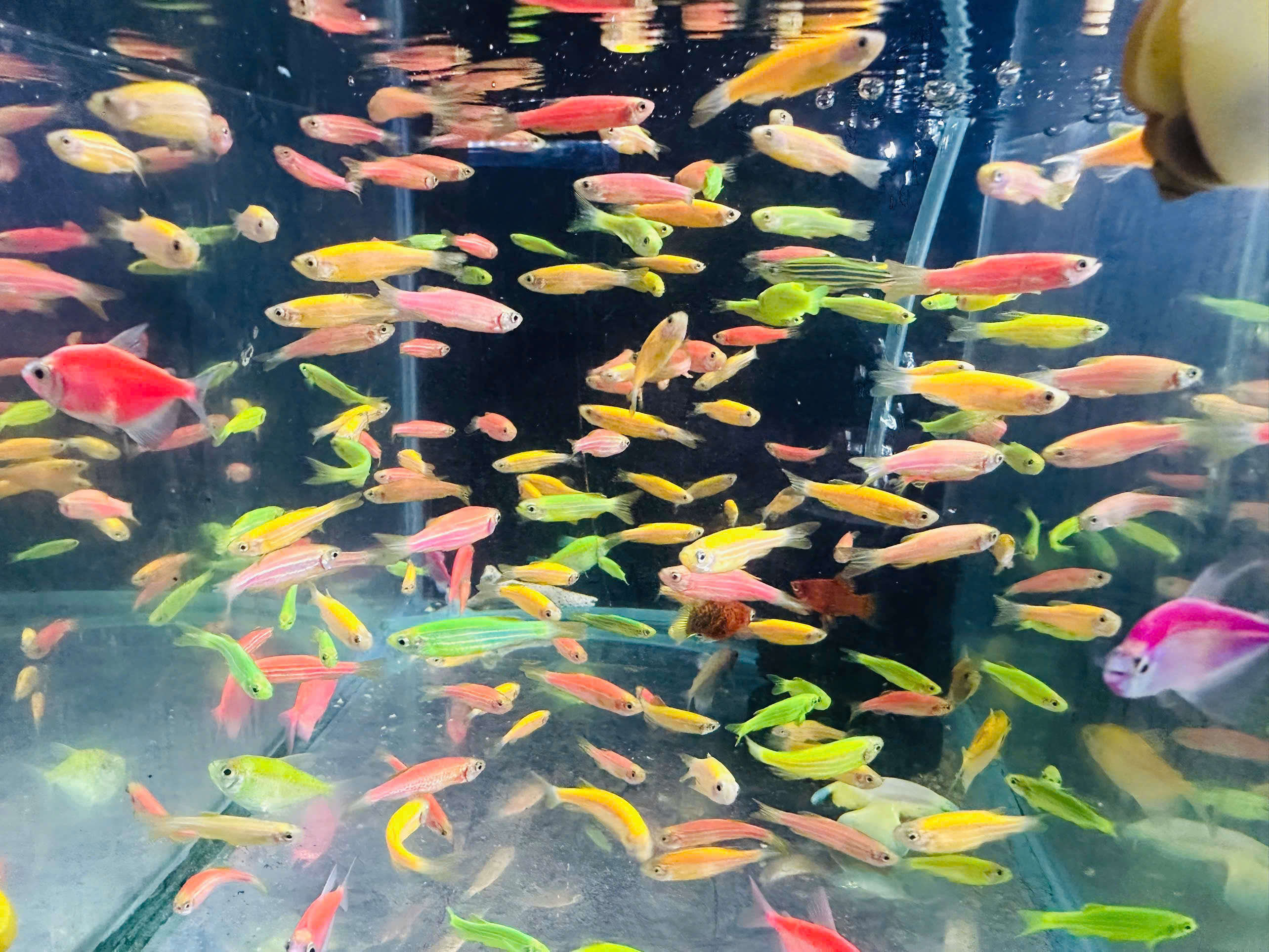 ca-da-quang-di-an-bi-quyet-setup-be-thuy-sinh-anh-thu