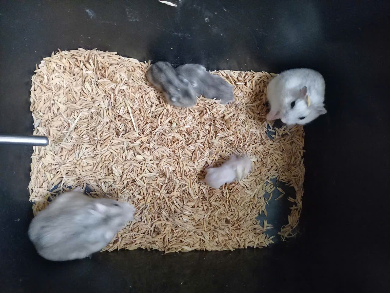 Mua Hamster Tại Dĩ An Bình Dương - Lô Mới Về Tại Cá Cảnh Anh Thư