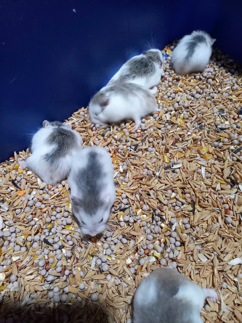 Mua Hamster Tại Dĩ An Bình Dương - Lô Mới Về Tại Cá Cảnh Anh Thư