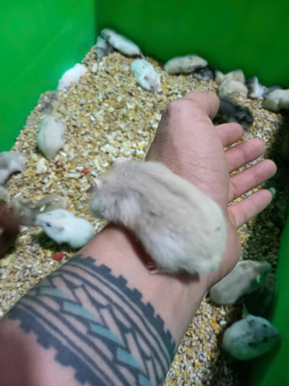 Mua Hamster Tại Dĩ An Bình Dương - Lô Mới Về Tại Cá Cảnh Anh Thư