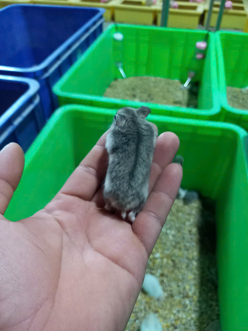 Mua Hamster Tại Dĩ An Bình Dương - Lô Mới Về Tại Cá Cảnh Anh Thư