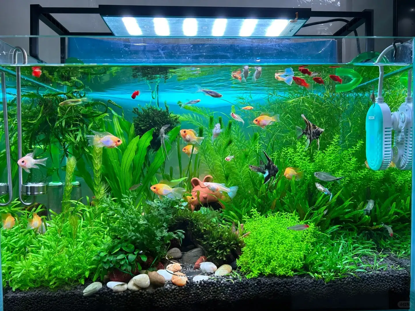 Bể cá cảnh