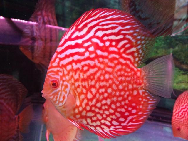 Cá Đĩa Bồ Câu Đỏ Size 7- 8- 9