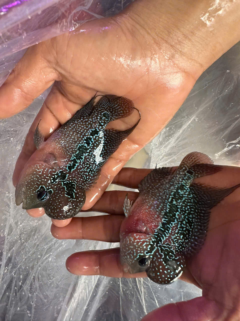 Cá La Hán Thái Silk Châu Chữ Tuyển Chọn – Đầu Gù, Châu Sáng