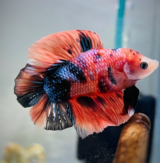 Doubletail Koi