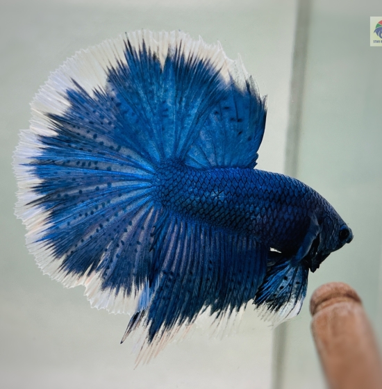 Blue Halfmoon Butterfly